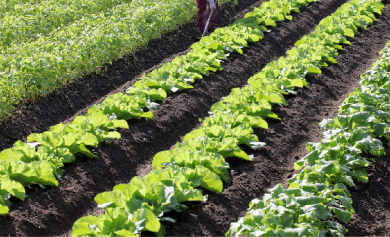 nexag